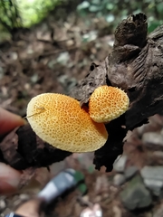 Cyptotrama chrysopepla