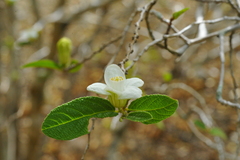 Casearia dodecandra