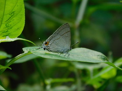Hypolycaena erylus
