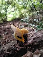 Cyptotrama chrysopepla