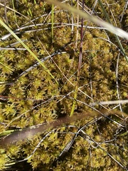 Sphagnum pulchrum