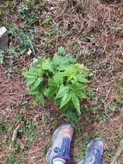 Cardamine leucantha