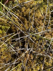 Sphagnum pulchrum