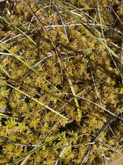 Sphagnum pulchrum