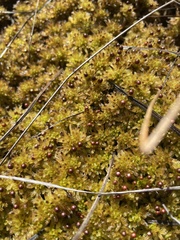 Sphagnum pulchrum