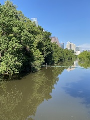Ardea herodias herodias