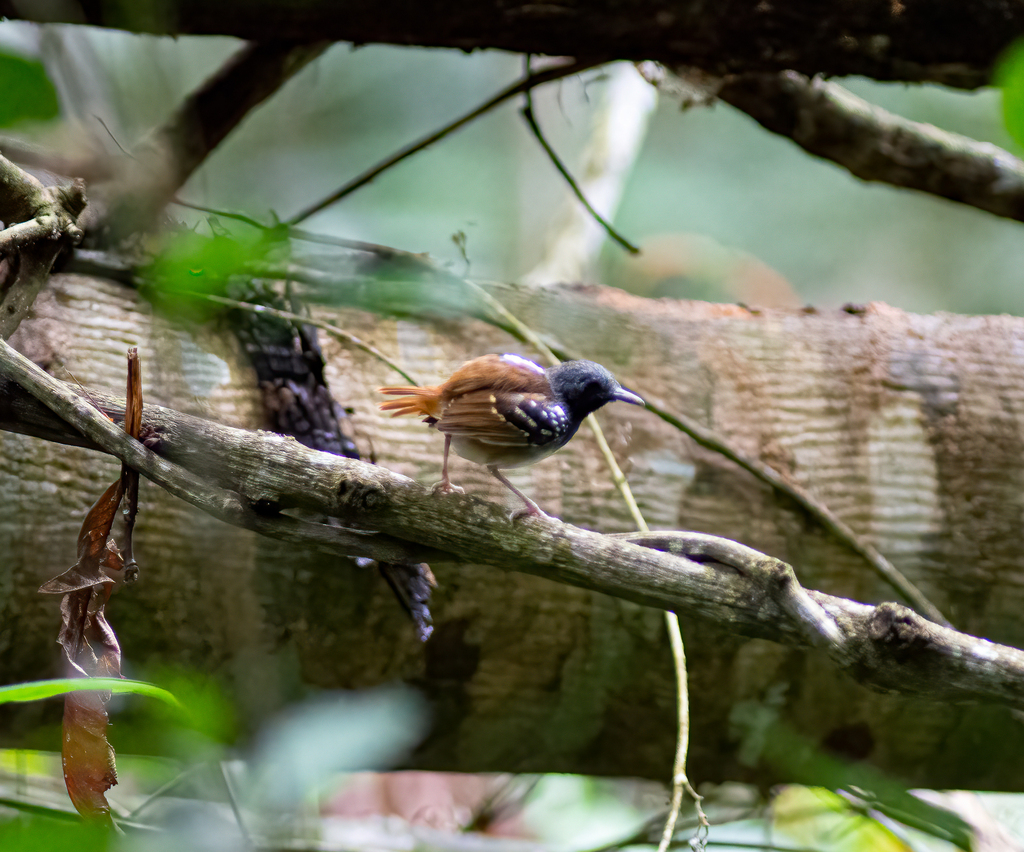 Southern Chestnut-tailed Antbird