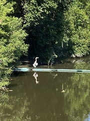 Ardea herodias herodias