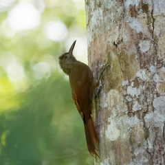 Dendrocolaptes certhia concolor