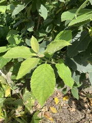 Ehretia dicksonii