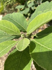 Ehretia dicksonii