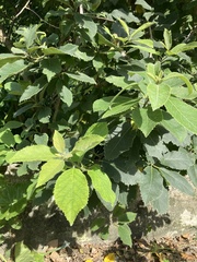 Ehretia dicksonii