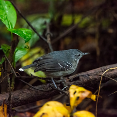 Hypocnemoides maculicauda