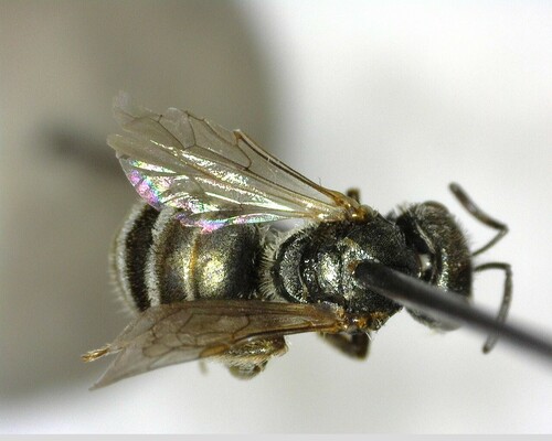 iNaturalist observation photo of Tripartite Sweat Bee