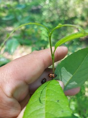 Chrysomela lapponica
