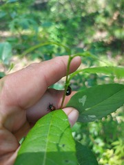 Chrysomela lapponica