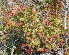 Toxicodendron radicans negundo