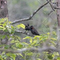 Pterorhinus ruficollis