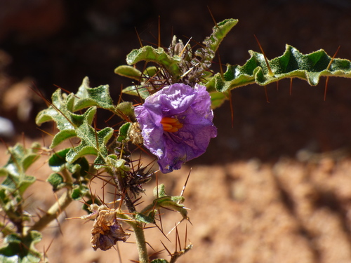 Image of Solanum petrophilum by no rights reserved