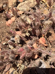 Cordylanthus nidularius