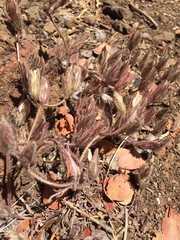 Cordylanthus nidularius