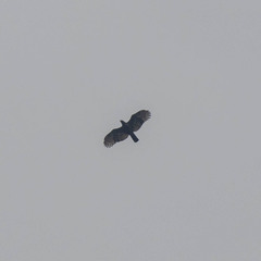 Nisaetus nipalensis