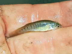 Fundulus heteroclitus