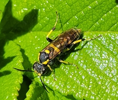 Macrophya succincta