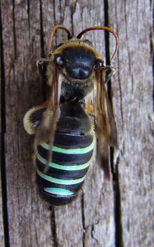 Nomia nortoni nortoni photographed in Arkansas