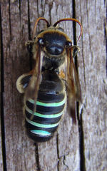 Nomia nortoni nortoni