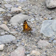 Vagrans sinha