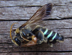 Nomia nortoni nortoni