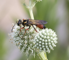 Sphex dorsalis