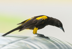 Icterus melanopsis
