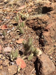 Cordylanthus nidularius