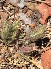 Cordylanthus nidularius