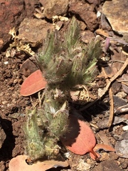 Cordylanthus nidularius