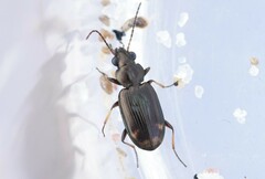 Bembidion rapidum
