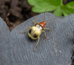 Gynandrobrotica