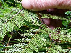 Leptolepia novae-zelandiae