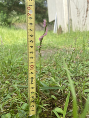 Spiranthes australis