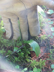 Platanthera obtusata