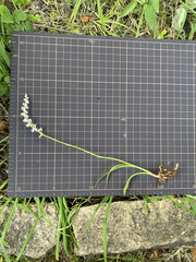 Spiranthes australis