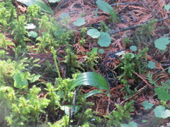 Platanthera obtusata