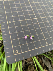 Spiranthes australis