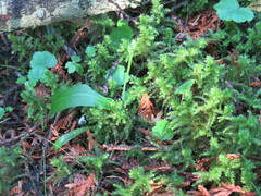 Platanthera obtusata
