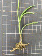 Spiranthes australis