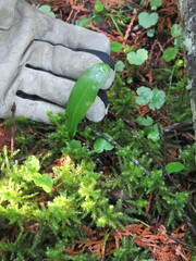 Platanthera obtusata