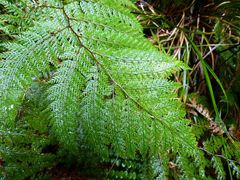 Leptolepia novae-zelandiae