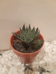 Aristaloe